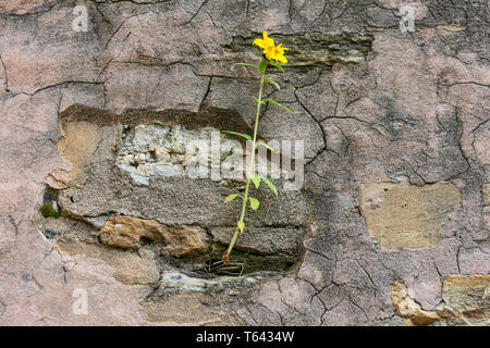 Yellow flower growing on crack grunge wall. Yellow beautiful flower on tall green stem sprout up on old cracked wall. Symbol of strength and hope.