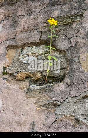 Yellow flower growing on crack grunge wall. Yellow beautiful flower on tall green stem sprout up on old cracked wall. Symbol of strength and hope. Stock Photo