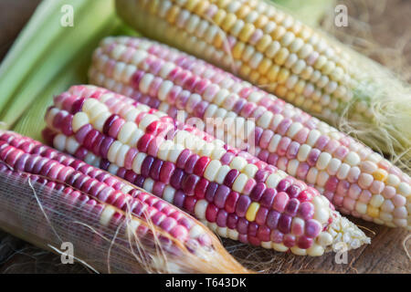 Colorful small ears waxy corns with silk, corn leaf and old wooden background. Stock Photo