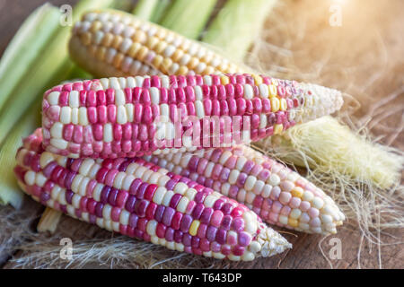 Colorful small ears waxy corns with silk, corn leaf and old wooden background. Stock Photo