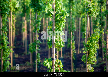 Acer Campestre Elegant cultivar,  a perfectly compact and vigorous clone of Field Maple that was introduced from the Netherlands in 1990, with a compact, ascending habit and vigorous growth. Stock Photo