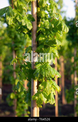 Acer Campestre Elegant cultivar,  a perfectly compact and vigorous clone of Field Maple that was introduced from the Netherlands in 1990, with a compact, ascending habit and vigorous growth. Stock Photo