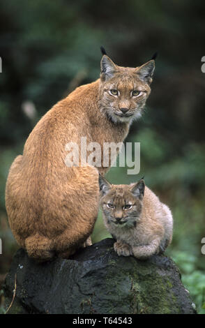 Felis Lynx, European Lynx, Bavarian National Park, Germany Stock Photo