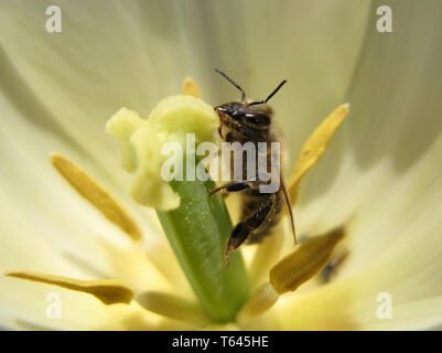 Honey Bee (Apis mellifica), Germany Stock Photo