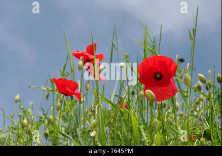 corn poppy or headwark, Papaver rhoeas Stock Photo