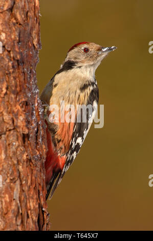 Middle Spotted Woodpecker, Picoides medius Stock Photo