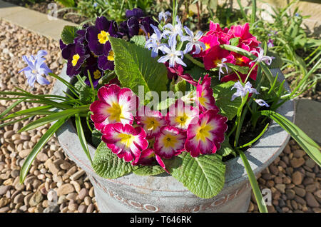 Close up of primulas and Chionodoxa lucilia flowers plants growing in a garden pot in spring England UK United Kingdom GB Great Britain Stock Photo
