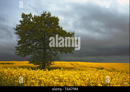 linden tree, genus tilia Stock Photo