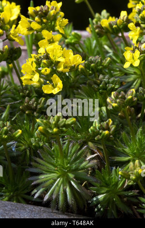 yellow whitlow-grasses, genus Draba Stock Photo