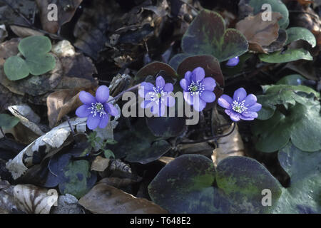 Kidneywort or Liverleaf [Hepatica nobilis, Anemone acutiloba) Stock Photo
