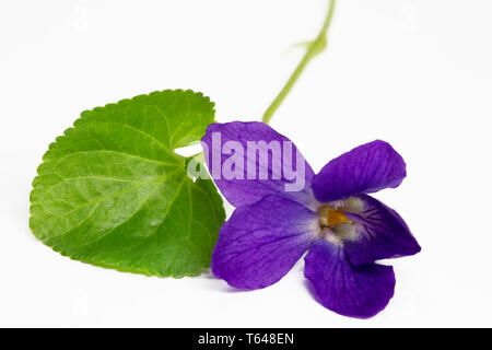 Horned or Tufted Pansy Stock Photo