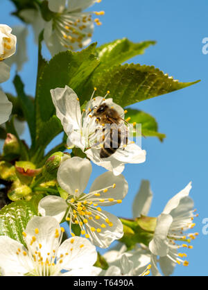 Honey bee pollinating a flower of a cherry tree in spring Stock Photo ...