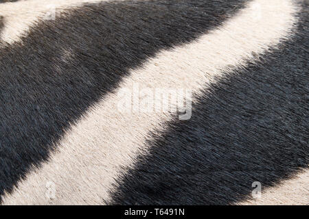 zebra skin pattern background Stock Photo