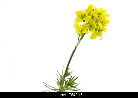 yellow whitlow-grasses, genus Draba Stock Photo
