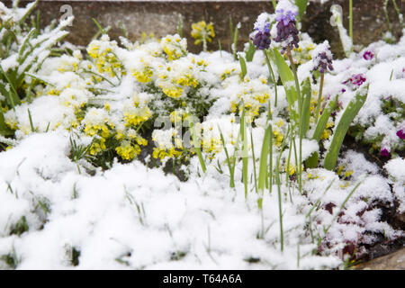 yellow whitlow-grasses, genus Draba Stock Photo