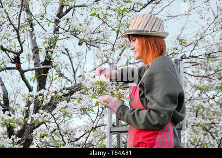 Work in the garden. Spring care for blooming trees. female farmer staying on on the stepladder gathering beetles from a pear or apple tree Stock Photo