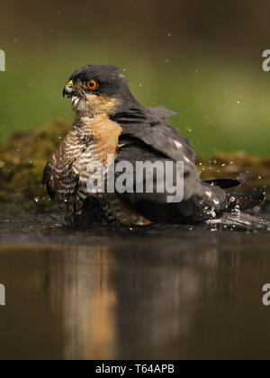 Eurasian sparrow Hawk (Accipiter nisus), Germany Stock Photo