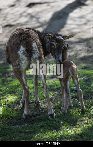 Portrait of a west caucasian tur, mother and baby, germany Stock Photo