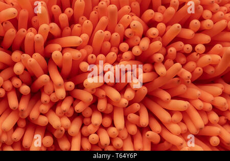 Background made from many inflatable toy balloon Stock Photo