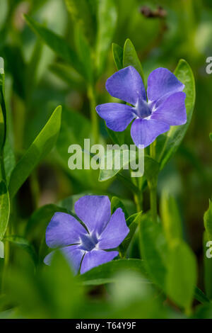 Small Violet flowers, abstract soft floral background Stock Photo