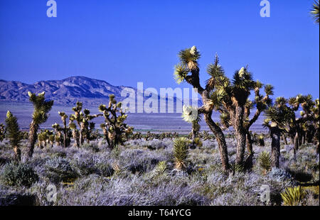 Joshua Tree National Park Stock Photo