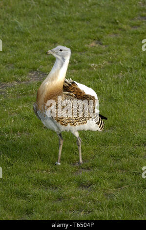 Giant bustard, Otis tarda, Brandenburg, east Germany Stock Photo