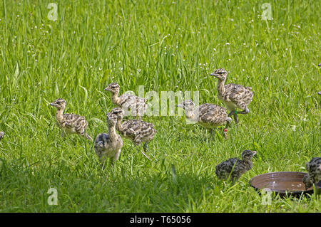 Giant bustard, Otis tarda, Brandenburg, east Germany Stock Photo