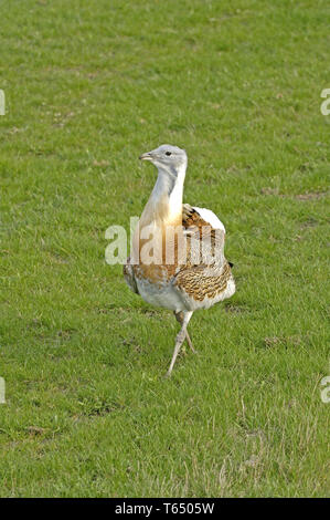 Giant bustard, Otis tarda, Brandenburg, east Germany Stock Photo