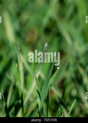 small dew drops on the tip of young cereal plants Stock Photo