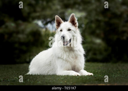 White Swiss Shepherd, 3 years old, in park Stock Photo