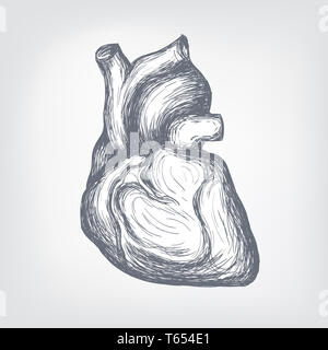 Human  Heart