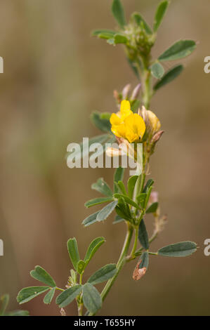 yellow lucerne (Medicago sativa L. subsp. falcata Stock Photo