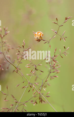cream-spot ladybird  (Calvia quatuordecimguttata) Stock Photo