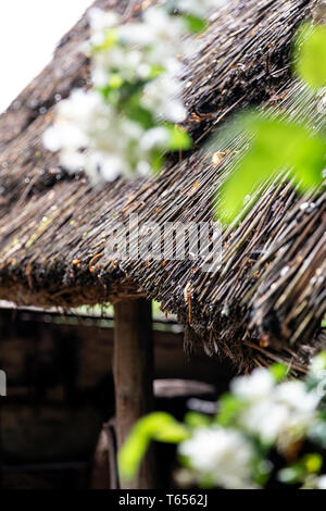 Thatched Roof, Mature Adult, Roof Thatcher, Roofer, Straw, Activity, Adult, Art And Craft, British Culture, Building - Activity, Building Contractor, Stock Photo