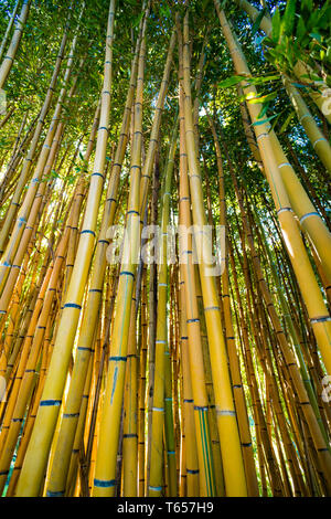 Bamboo forest.  nature background Stock Photo