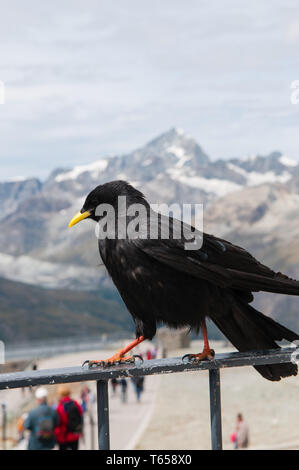 Alpine chough (lat. Pyrrhocorax graculus) full facingPerched on rock ...