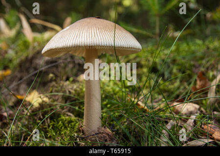 grisette [Amanita vaginata] Stock Photo