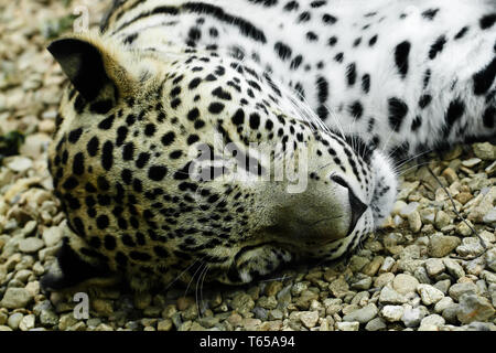 lying and sleeping Snow Leopard Irbis (Panthera uncia) Stock Photo