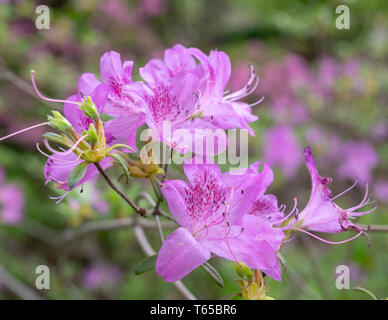 Close-up photo of a George Taber Azalea, one of the most popular landscaping flowers in the United States. Stock Photo