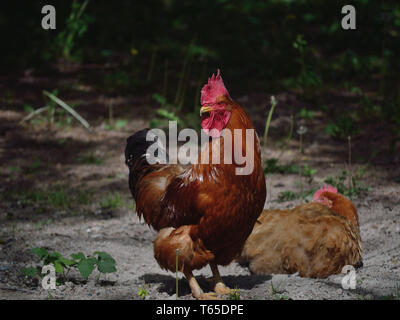 Rooster and hen on a farm, domestic fowl, Gallus gallus domesticus Stock Photo