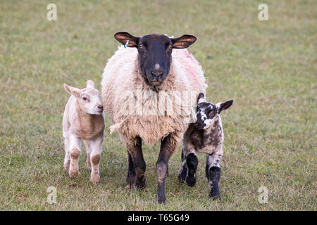Close, front view of mother sheep with two lambs, one on each side, all animals facing forwards, standing on grass. UK farming in lambing season. Stock Photo