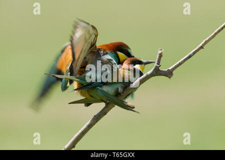 Male and female European bee-eaters, Latin name Merops apiaster, mating on a branch in warm lighting Stock Photo