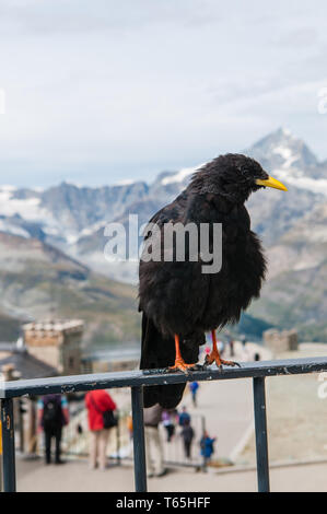 Alpine chough (lat. Pyrrhocorax graculus) full facingPerched on rock ...