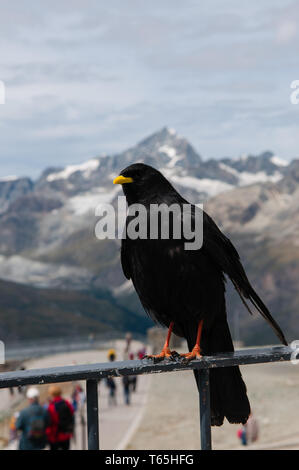 Alpine chough (lat. Pyrrhocorax graculus) full facingPerched on rock ...