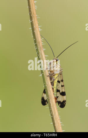 common scorpionfly (Panorpa communis), male, Germa Stock Photo