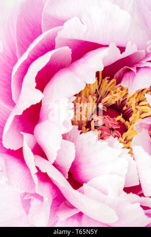 Soft focus artistic pink tree peony flower. Stock Photo