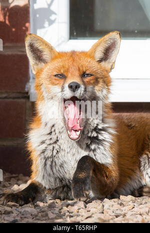 Front view close up urban red fox UK (Vulpes vulpes) isolated animal sunbathing in garden by back door, staring forwards & yawning, mouth wide open. Stock Photo