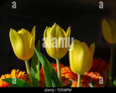 Bouquet yellow tulips and orange gerbera daisy Stock Photo