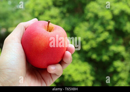Hand holding a fresh ripe red apple against vibrant green foliage Stock Photo