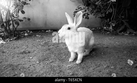 Black and white photo of cute white rabbit sitting on the ground Stock Photo